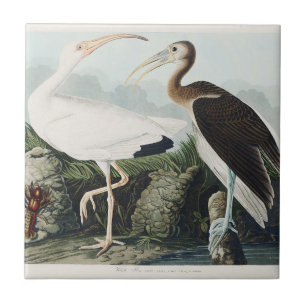Vintage-Audubon-Weißer-Ibis-Vogel-Naturkunst Fliese