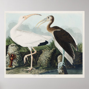 Vintage-Audubon-Weißer-Ibis-Vogel-Naturkunst Poster