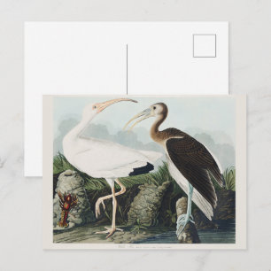 Vintage Audubon Weißer Sichler Vogel Natur Kunst Postkarte