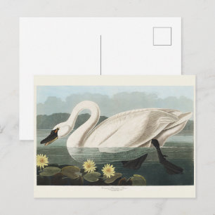 Vintage Audubon White Swan Seerose Kunst Postkarte