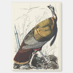 Vintage-Audubon-Wild-Turkey-Dankeschön-Dekor-Kunst Magnet