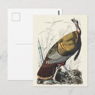 Vintage-Audubon-Wild-Turkey-Thanksgiving-Dekoratio Postkarte