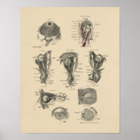 Vintage Augenanatomie 1880 Druck