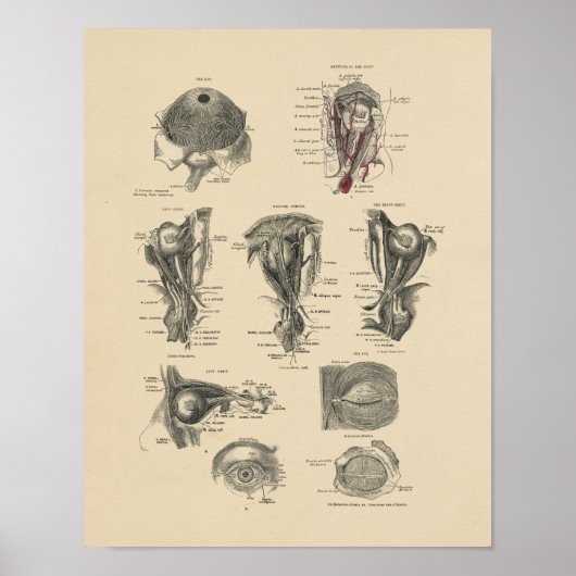 Vintage Augenanatomie 1880 Druck Poster (Vorne)