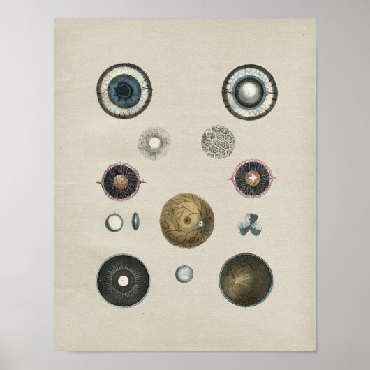 Vintage Augenanatomie Poster (Vorne)