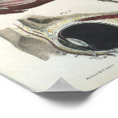 Vintage Augenanatomie Poster (Ecke)