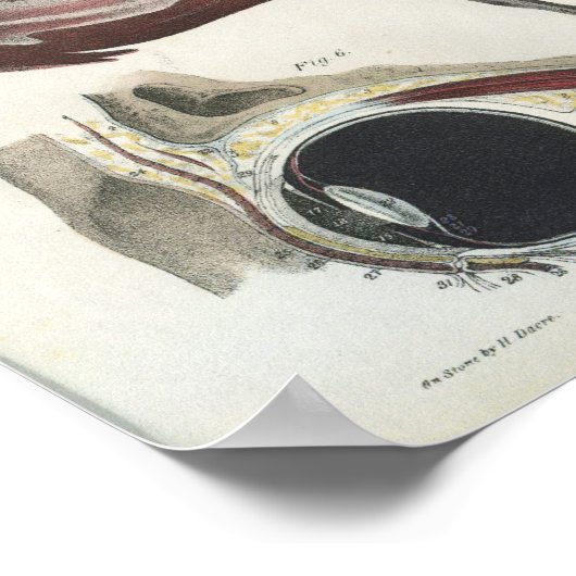 Vintage Augenanatomie Poster (Ecke)