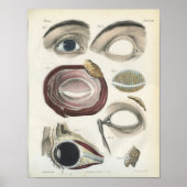 Vintage Augenanatomie Poster (Vorne)