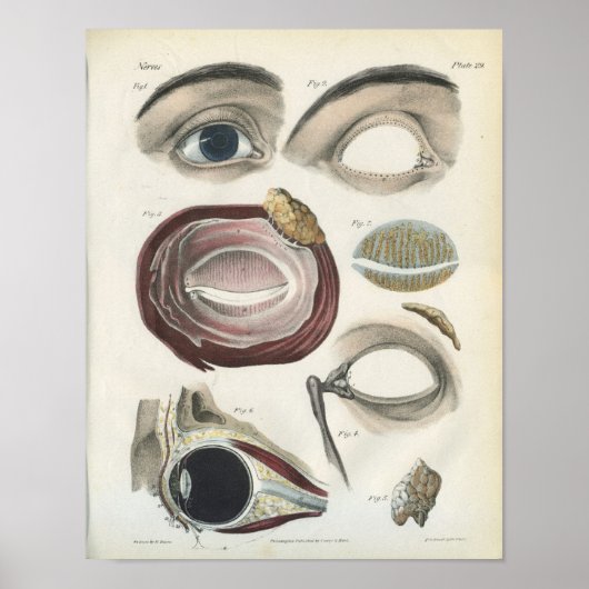 Vintage Augenanatomie Poster (Vorne)