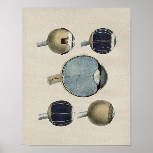 Vintage Augenanatomie Poster (Vorne)