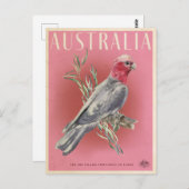 Vintage australische Parrot-Reise Postkarte (Vorne/Hinten)
