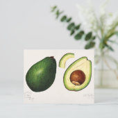 Vintage Avocado-Illustration Postkarte (Stehend Vorderseite)