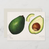 Vintage Avocado-Illustration Postkarte (Vorne/Hinten)