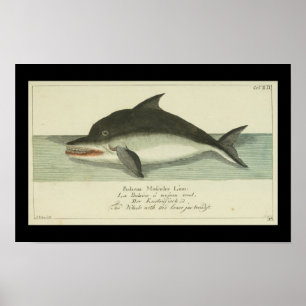 Vintage-Balaena-Finwal-Druck Poster