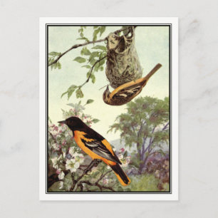 Vintage Baltimore-Trillvogel von Robert Bruce Hors Postkarte