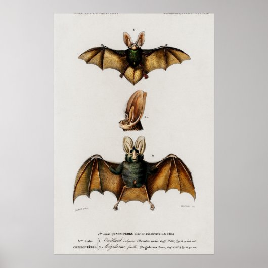Vintage Bat-Illustration Poster (Vorne)