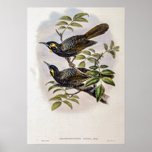Vintage Bates’s Honigfresser von John Gould Poster
