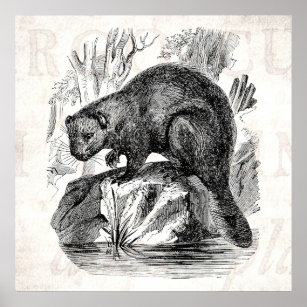 Vintage Beaver 1800s Beavers Illustration Template Poster