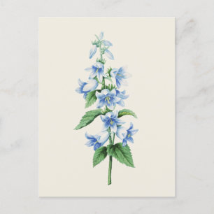 Vintage Bellflower von Pierre Joseph Redoute Postkarte