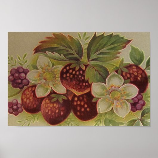 Vintage Berries Poster (Vorne)
