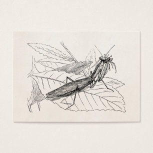 Vintage betender Mantis-Insekten-Schablone