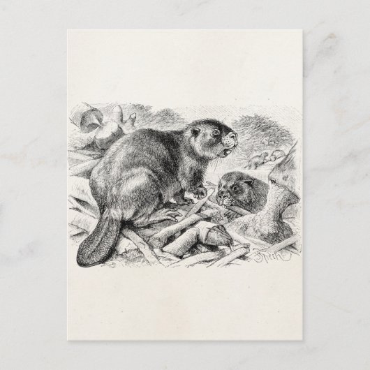 Vintage Biber-Illustration Retro-Biber und Damm Postkarte (Vorderseite)