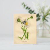 Vintage Biene und Daisy Postkarte (Stehend Vorderseite)