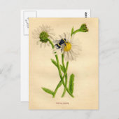 Vintage Biene und Daisy Postkarte (Vorne/Hinten)
