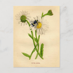 Vintage Biene und Daisy Postkarte