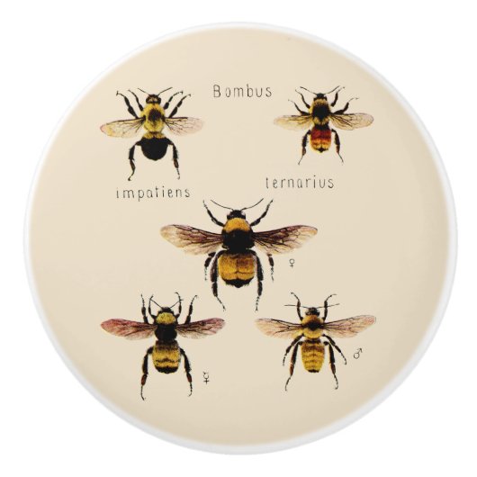 Vintage Bienen Keramikknauf (Vorderseite)