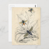 Vintage Bienen Postkarte (Vorne/Hinten)