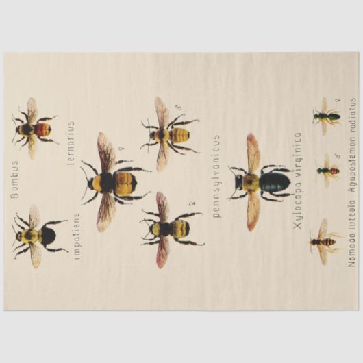 Vintage Bienen Seidenpapier (Vorderseite)