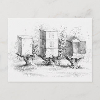 Vintage Bienenboxen Honig Postkarte