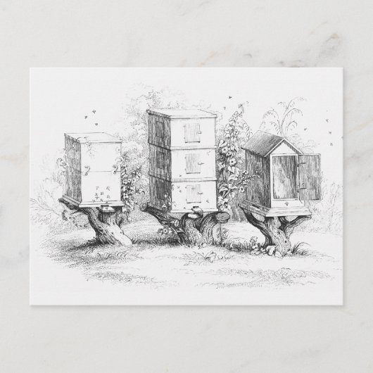 Vintage Bienenboxen Honig Postkarte (Vorderseite)