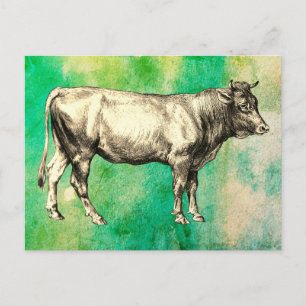 Vintage-Bild von Farmkuh und Stier  Postkarte