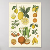 Vintage Bildung Poster (Vorne)