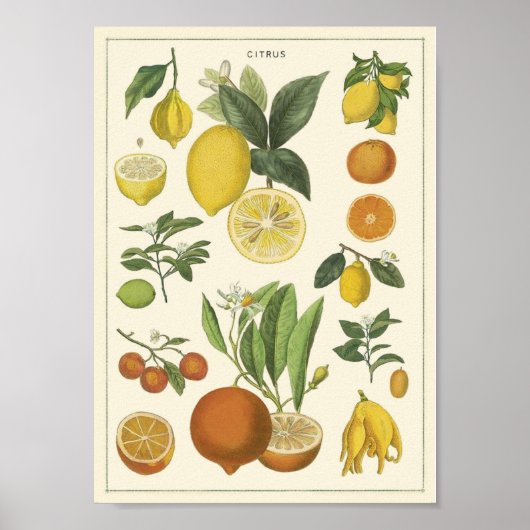 Vintage Bildung Poster (Vorne)