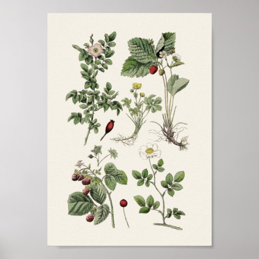 Vintage Bildung Poster (Vorne)