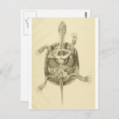 Vintage Biologische Schildkrötenanatomie Postkarte (Vorne/Hinten)