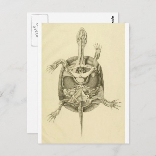 Vintage Biologische Schildkrötenanatomie Postkarte (Vorne/Hinten)