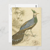 Vintage Bird Blue Green Feathers Peacock Pheasants Postkarte (Vorne/Hinten)