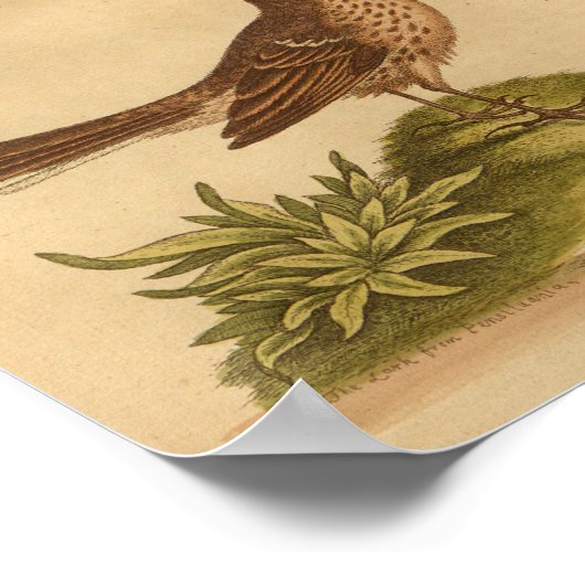 Vintage Bird Brown-Fleckenschmetterlinge Poster (Ecke)