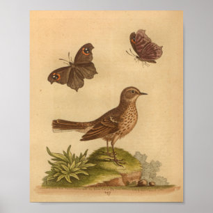 Vintage Bird Brown-Fleckenschmetterlinge Poster