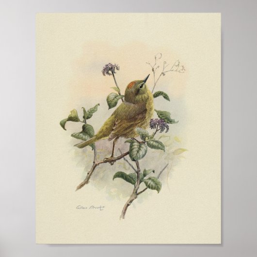 Vintage Bird Green Brown Print Poster (Vorne)