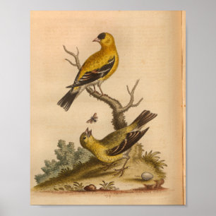 Vintage Bird Yellow Black Poster