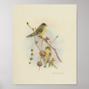 Vintage Bird Yellow Brown Print Poster