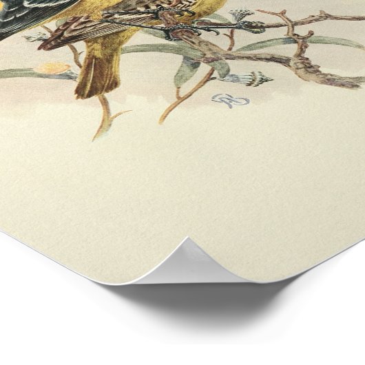 Vintage Bird-Yellow-Print Poster (Ecke)