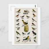 VINTAGE BIRDS CHART POSTCARD POSTKARTE (Vorne/Hinten)