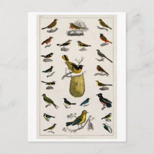 VINTAGE BIRDS CHART POSTCARD POSTKARTE