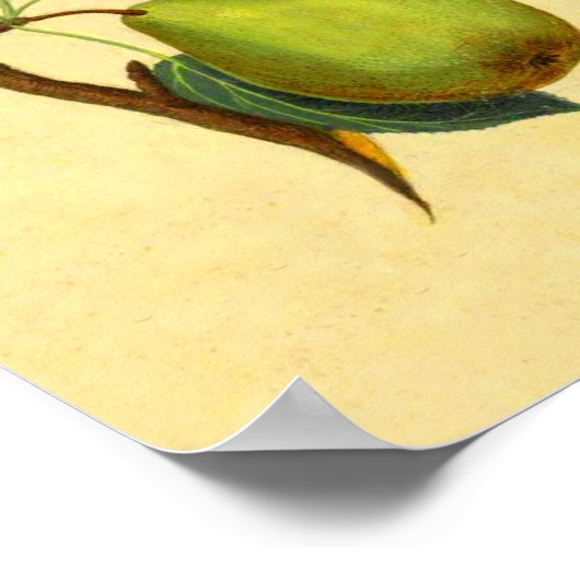 Vintage Birnen Poster (Ecke)